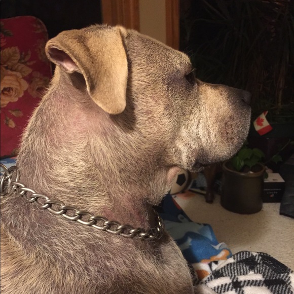 Maximus 🐾🐾🐶🐕🐾🐾 - Picture 5 of 8